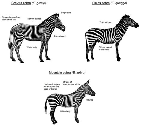 zebras have striped figgerits|Why the Zebra Got its Stripes: exploring the anti.